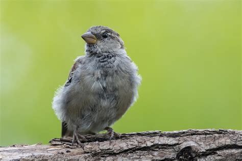 Premium Photo | Sparrow Passer domesticus a beautiful sparrow in a natural environment