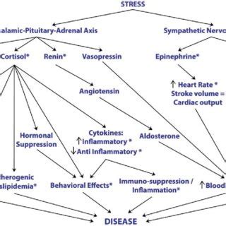Impact Of Stress On Hypothalamic-Pituitary-Adrenal (Hpa) Axis And ...