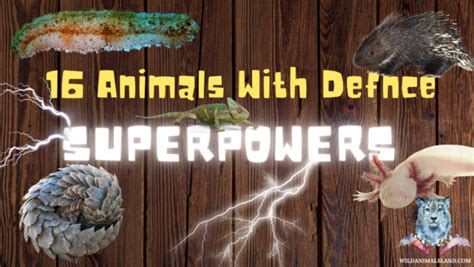 16 Animals with Defense Superpowers - Wildanimalsland