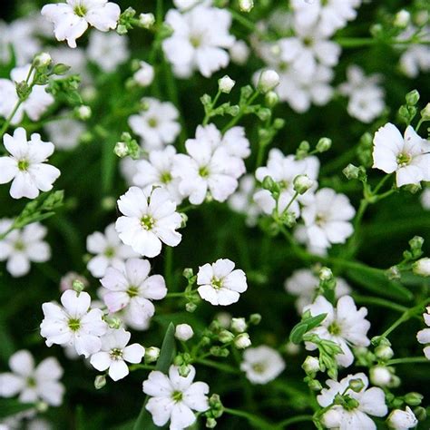 Супутники для тюльпана