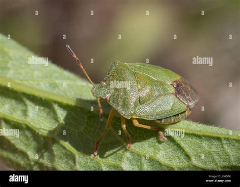 Greenshieldbug Hi Res Stock Photography And Images Alamy