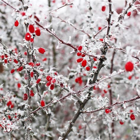 Red Winter Wallpapers - Top Free Red Winter Backgrounds - WallpaperAccess