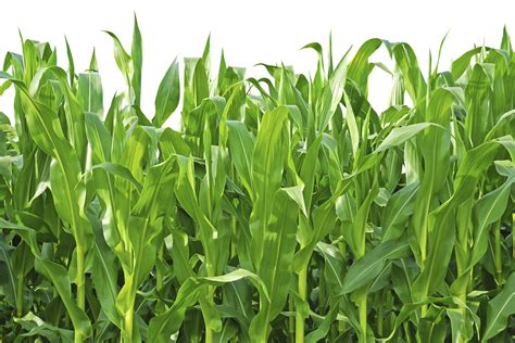 Corn Plant | Pet Poison Helpline