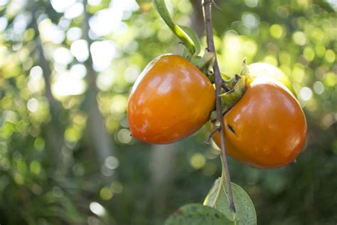 A Gene That Determines Flower Sex 2 Of 2 EurekAlert