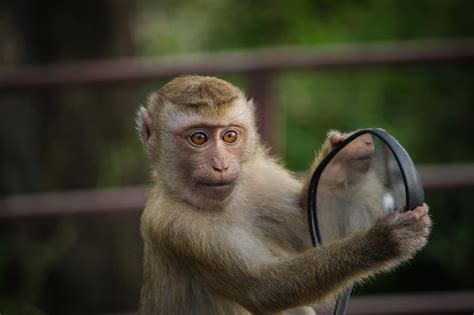 7 000 Free Naked Monkey Monkey Images Pixabay
