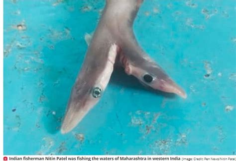 Two-Headed Baby Shark With Deformed Eyes & Mutated Fins Caught In India (Photos) : Miss Petite ...