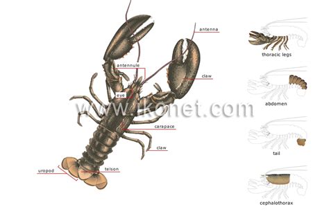 animal kingdom > crustaceans > lobster > anatomy of a lobster image - Visual Dictionary