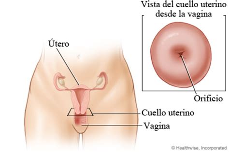 Vagina Y Vulva Diferencia Entre Estos Dos Genitales Femeninos Infobae