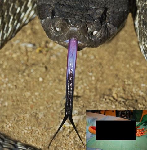 Rattlesnake Bite - Read Story First - Cornett's Corner