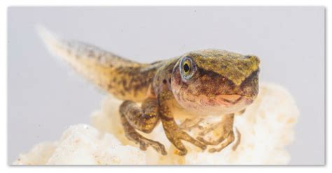 Лягушки — сообщение о земноводных и амфибиях