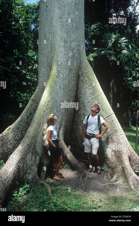 Visitors Ponder A Massive Ceiba Tree National Tree Tikal National