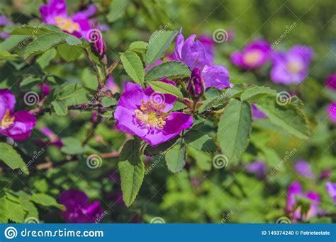 Ramos De Floresc Ncia Da Rosa Selvagem Em Um Fundo Borrado Flor Cor De