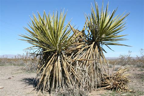 Yucca Schidigera