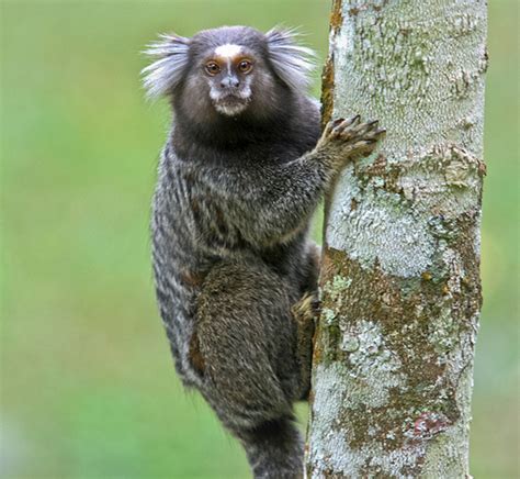 sagui de tufo branco em árvore