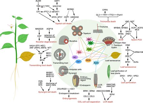 Pathway Plants