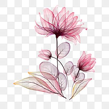 gambar bunga transparan png vektor psd  clipart  background