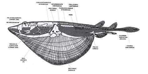 Stingray External Anatomy Ventral