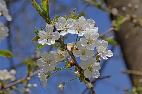 Bunga Bunga Bunga Sakura Pohon Foto Gratis Di Pixabay Pixabay