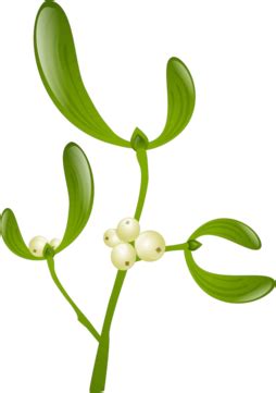 Mistletoe Illustration PNG Vector PSD And Clipart With Transparent