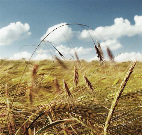 Punjab Begins Procurement Of Wheat