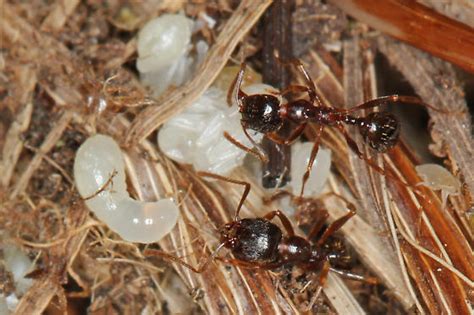 Tiny Ants Aphaenogaster Occidentalis BugGuide Net