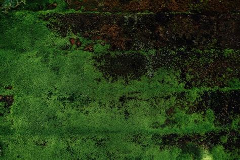 Velho Muro De Tijolo Vermelho Concreto Musgo Verde Foto Premium