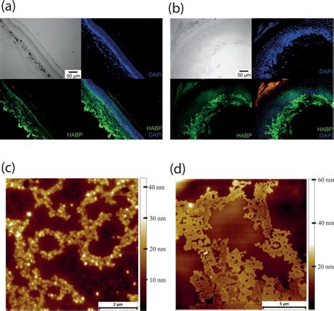 The Material Properties Of Naked Mole Rat Hyaluronan Pmc