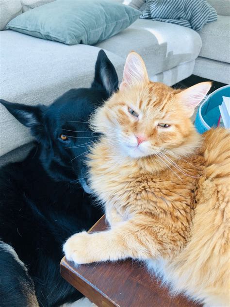 Local news clarifies how to participate in clear the shelters 2025 7