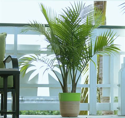 Как вырастить пальму в домашних условиях | блог интернет - магазина ...