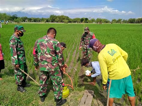 Kendalikan Hama Tikus Babinsa Koramil 03 Geneng Bersama Petani