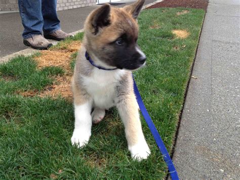 90 best American Akita images on Pholder | Akita, Aww and Dogpictures