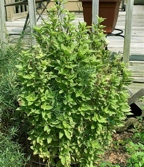 10 Varieties of Basil to Grow in Your Home Garden - SproutedGarden.com