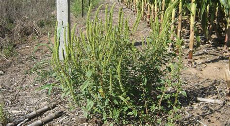 Los Cuatro Pasos Para Ganarle La Batalla Al Yuyo Colorado Agrovoz