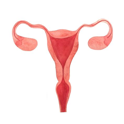 Premium Photo Uterus Female Reproductive Organ Ovaries Fallopian