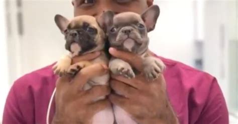 Dyrlæge anholdt Filmede sex med hunde OG havde kæmpe lager af børnepornografi