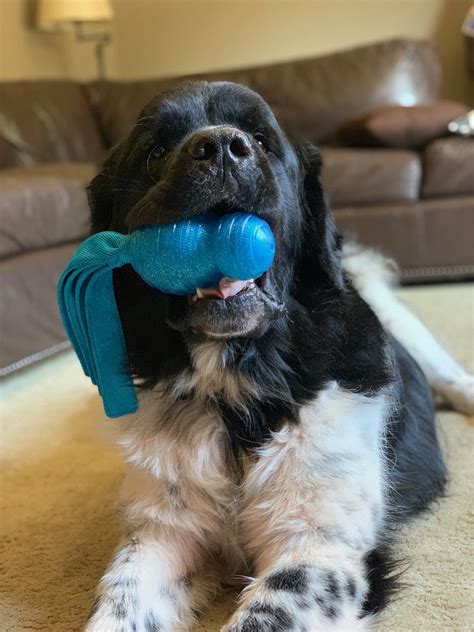 7 Newfoundland ideas | newfoundland, newfoundland puppies, newfoundland dog