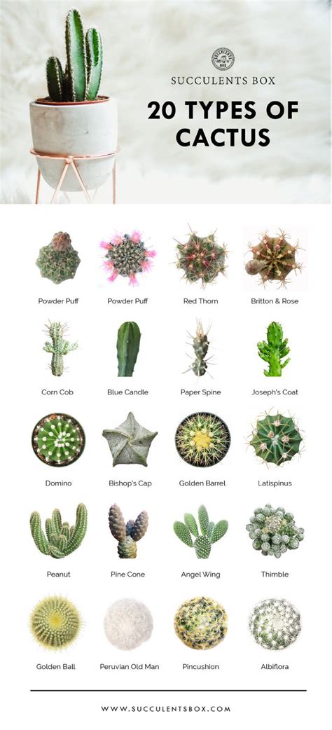 Whole Collection Of Printable Succulents Art Succulents Home Office