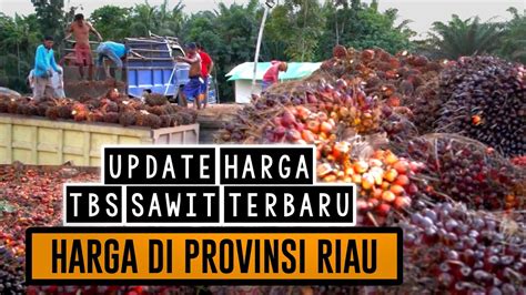 UPDATE HARGA TBS SAWIT HARI INI DI RIAU 6 JULI 2022 YouTube