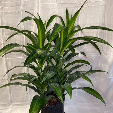 8″ Hawaiian Sun Shine The Kc Plant Factory