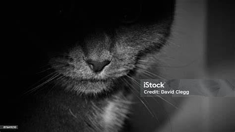 I See You Stock Photo Download Image Now Animal Animal Body Part