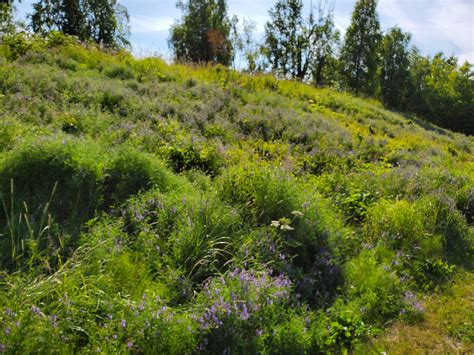 Bird vetch or common vetch is destroying Anchorage parks and greenbelts