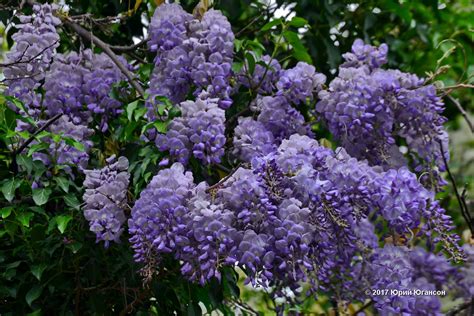 Смертельные объятия глициниии | FotoRelax