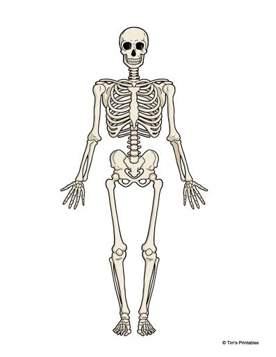 Human Skeleton Diagram - Tim's Printables