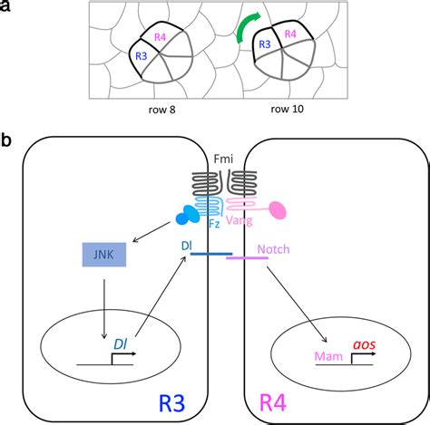 Model Of R R Signaling Events Leading To Aos Upregulation In R A