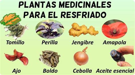 Plantas Medicinales Para Curar La Gripe Y La Tos Plant Blog