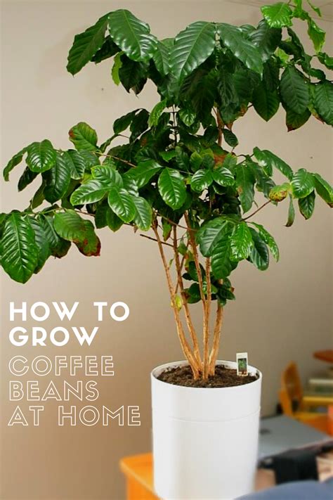 how to grow coffee beans at home