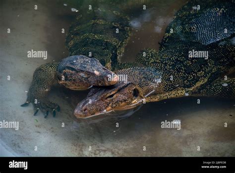 2 Comodo Dragon Stock Photo Alamy