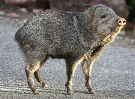 Javalina | Animal photo, Animals, Wild pig