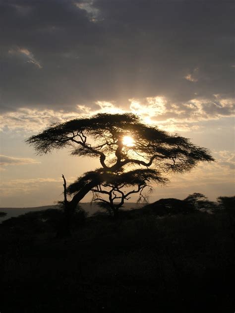 images  african flowers plants  trees  pinterest beautiful sunset natal