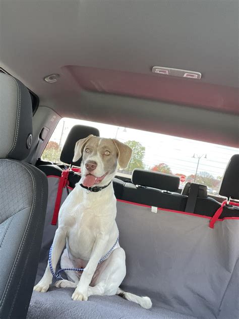 sachse animal shelter 5
